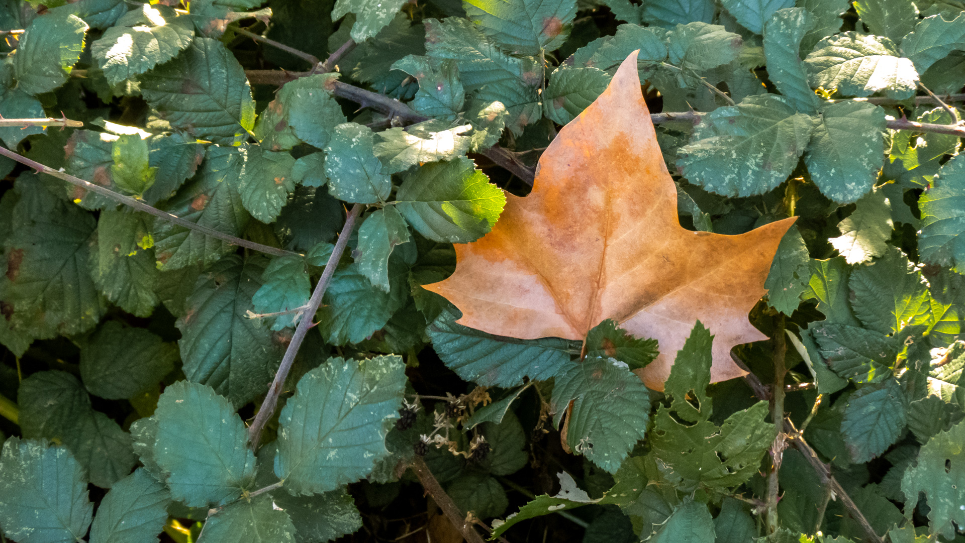 Hoja de otoño, Vallgorguina