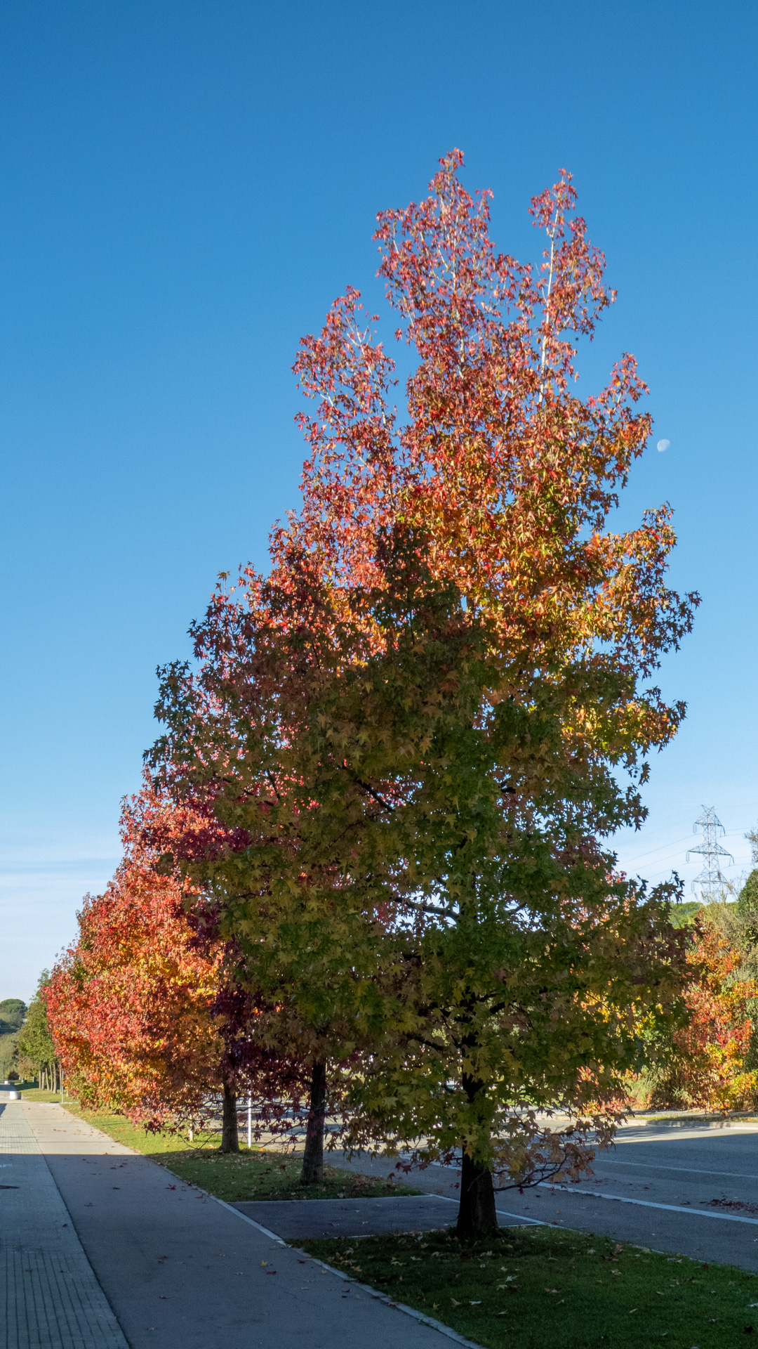La gradación del otoño en pleno sol