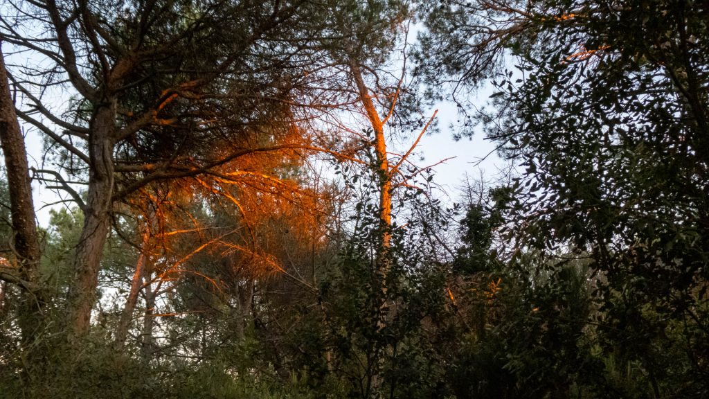 El Toque Dorado en el Último Momento El Toque Dorado en el Último Momento