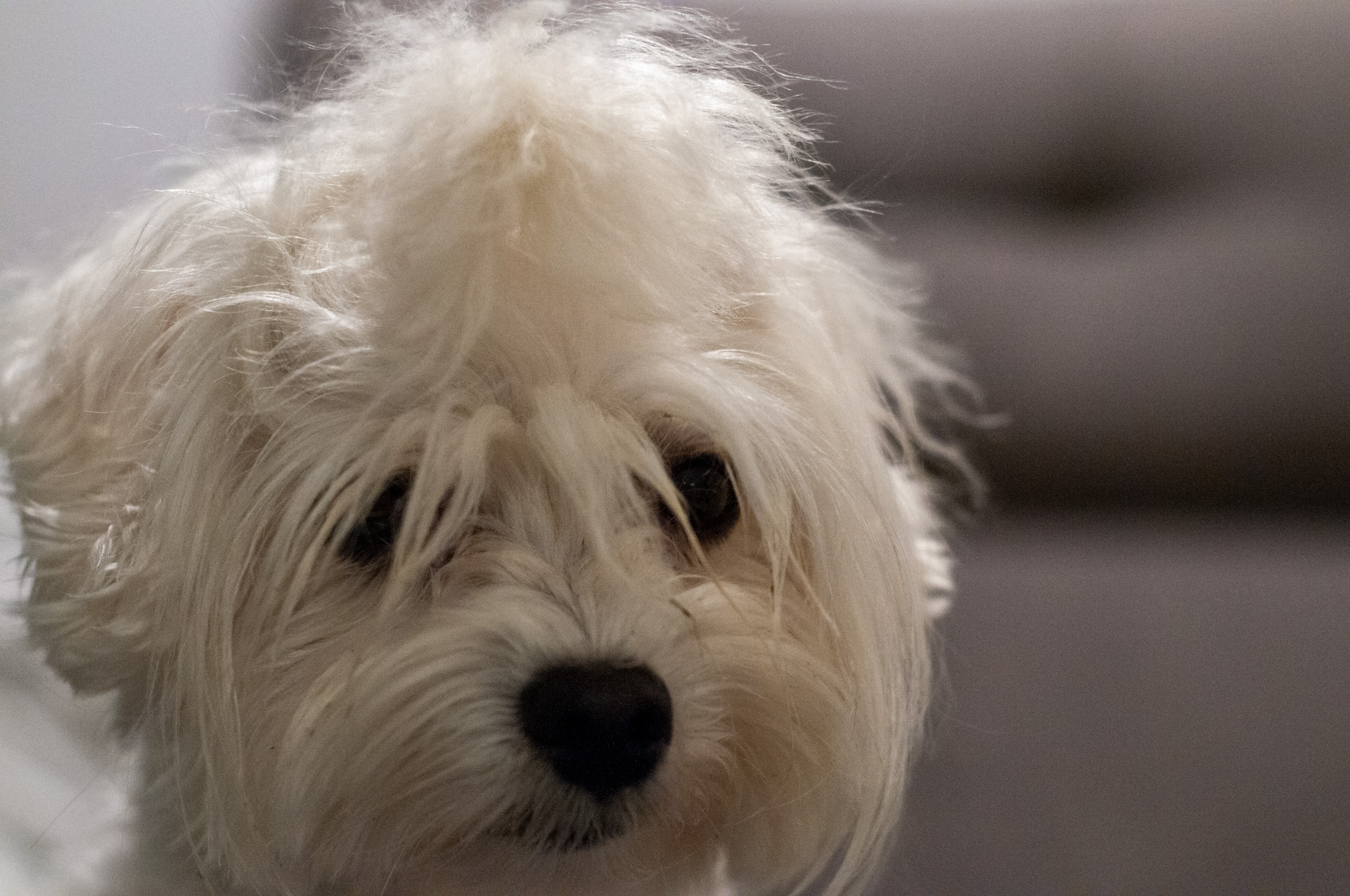 Una bichón maltés llamada Blanca