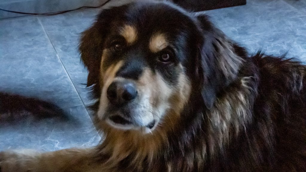 La mirada de una golden llamada Nina