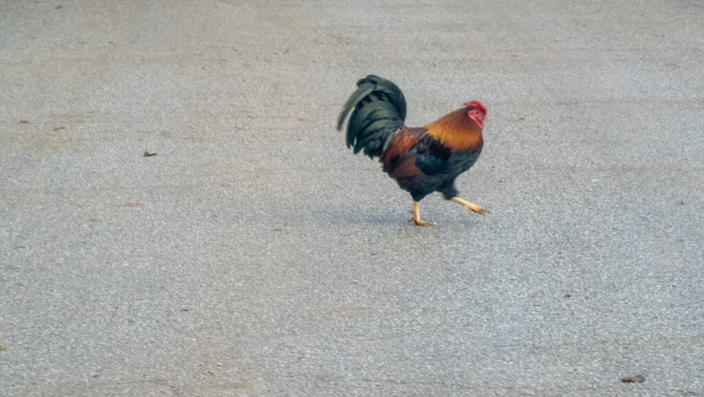 Por qué cruzó el gallo la carretera