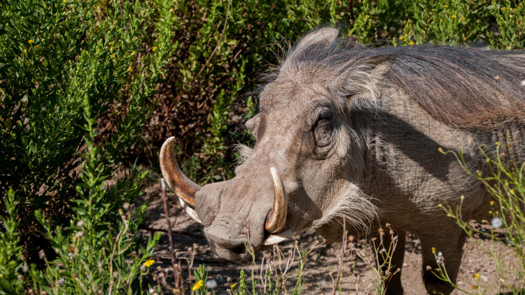 El Jabalí Africano y Sus Colmillos El Jabalí Africano y Sus Colmillos