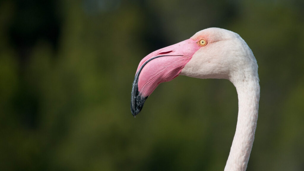 Retrato de Perfil de un Flamenco