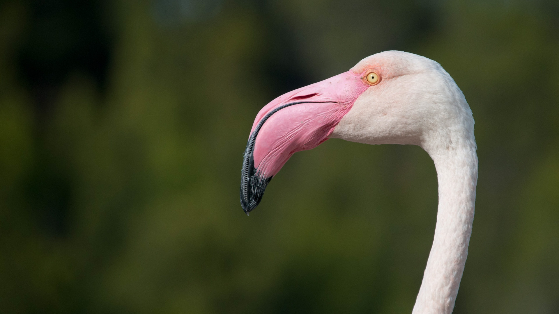 Retrato de Perfil de un Flamenco
