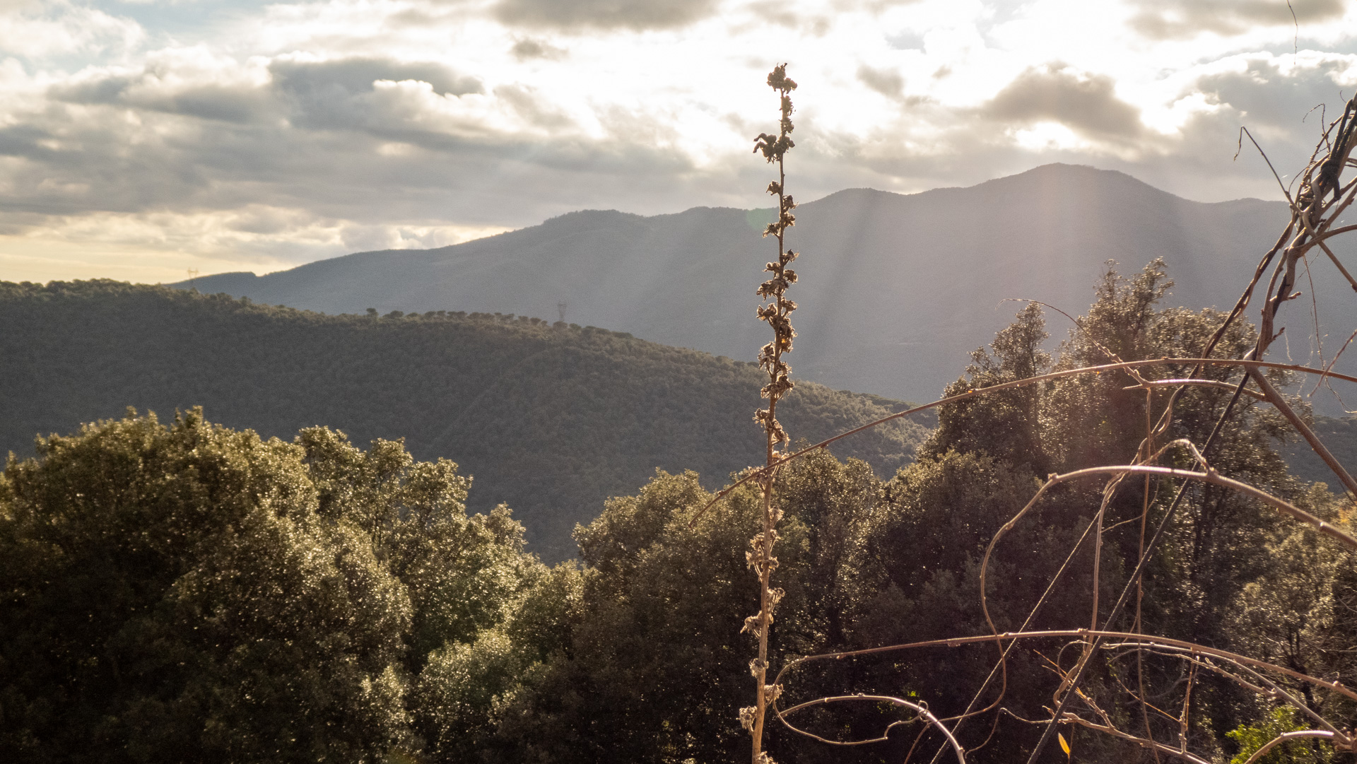 Desde el corazón del Montseny