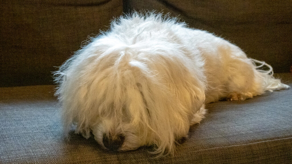 Bichón maltés blanco en sofá