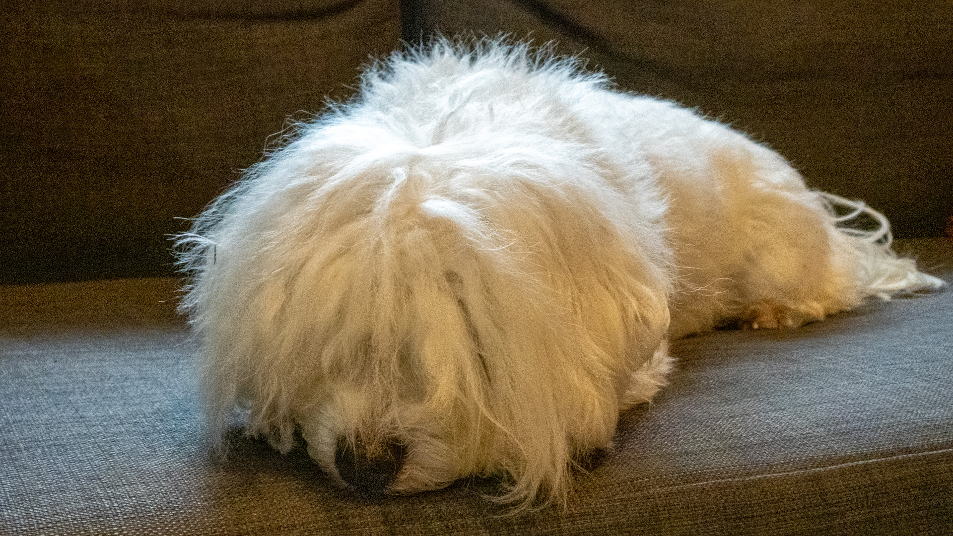 Blanca relajada en el sofá