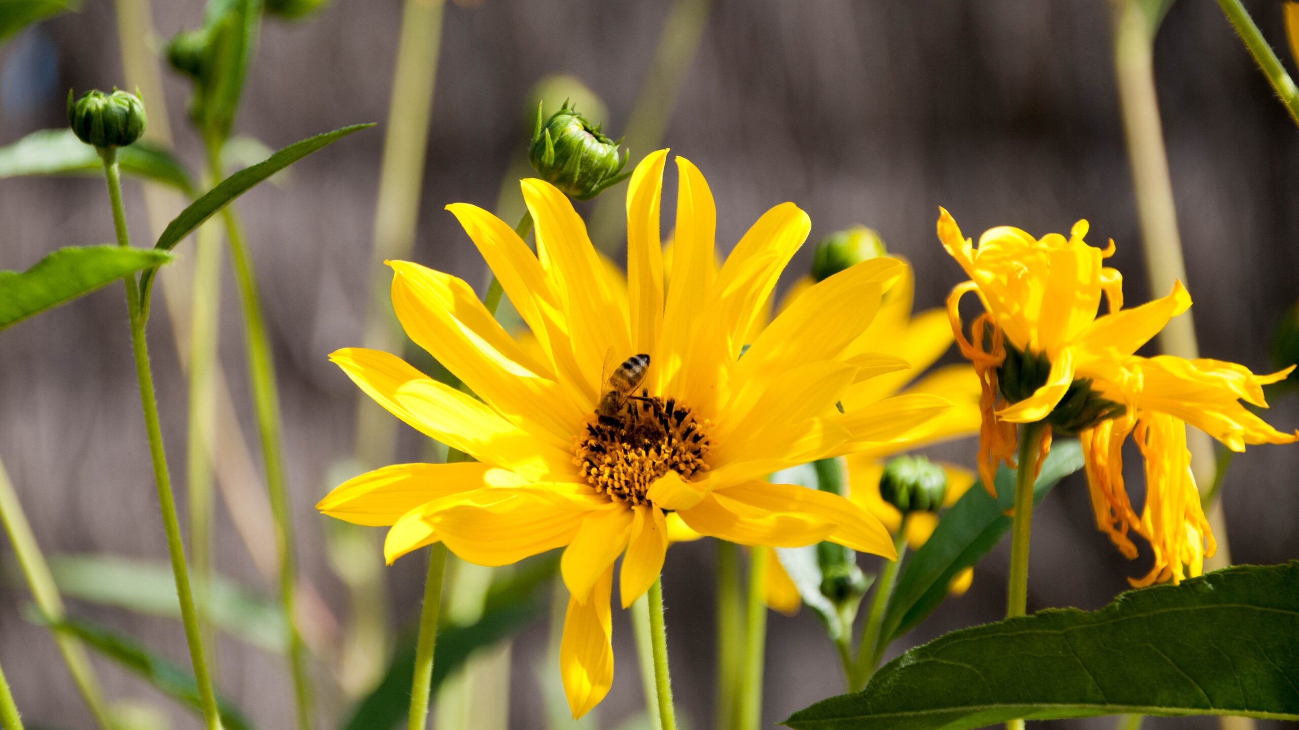 El Banquete del Verano: Azay-le-Rideau en Flor