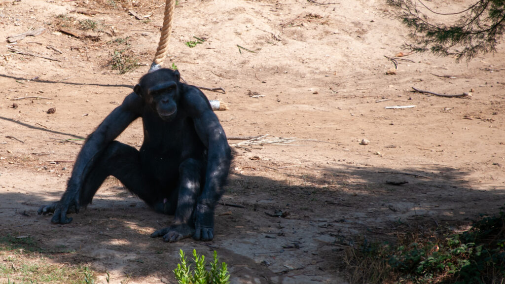 Chimpancé Sigean Francia