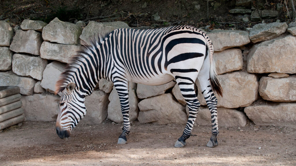 Día internacional de la cebra