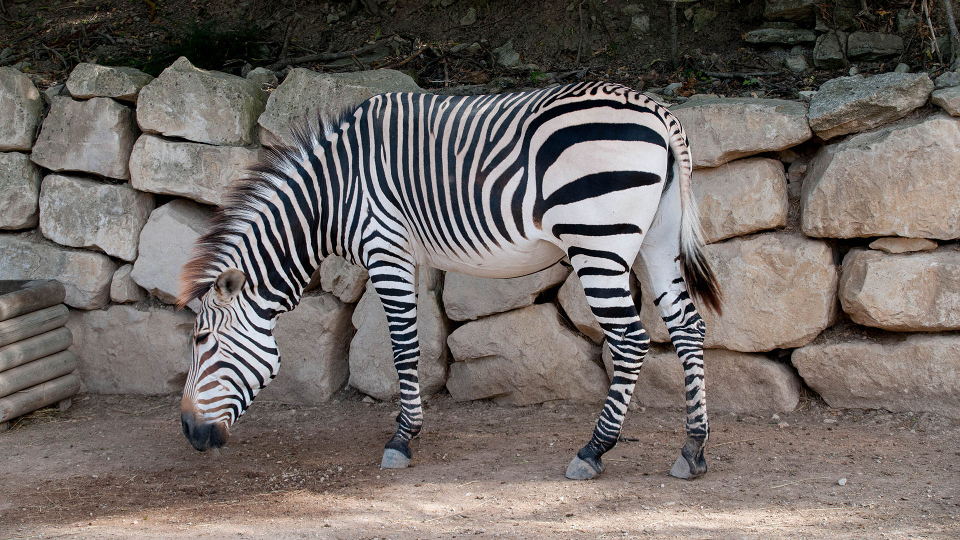 Geometría Viva: El Día Internacional de la Cebra