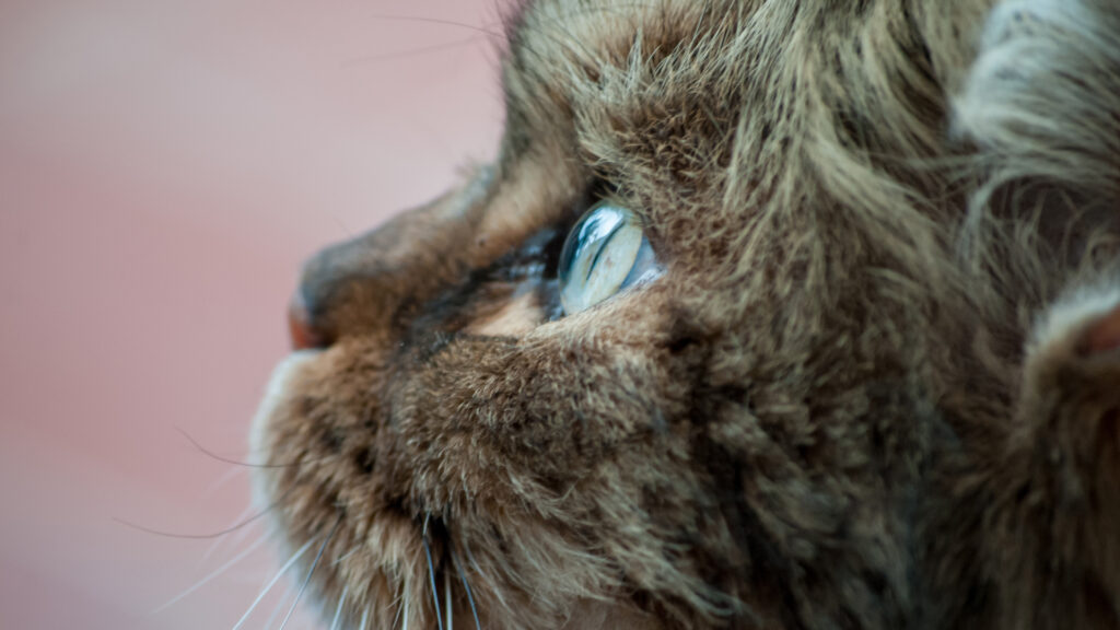 Perfil de un Maine Coon