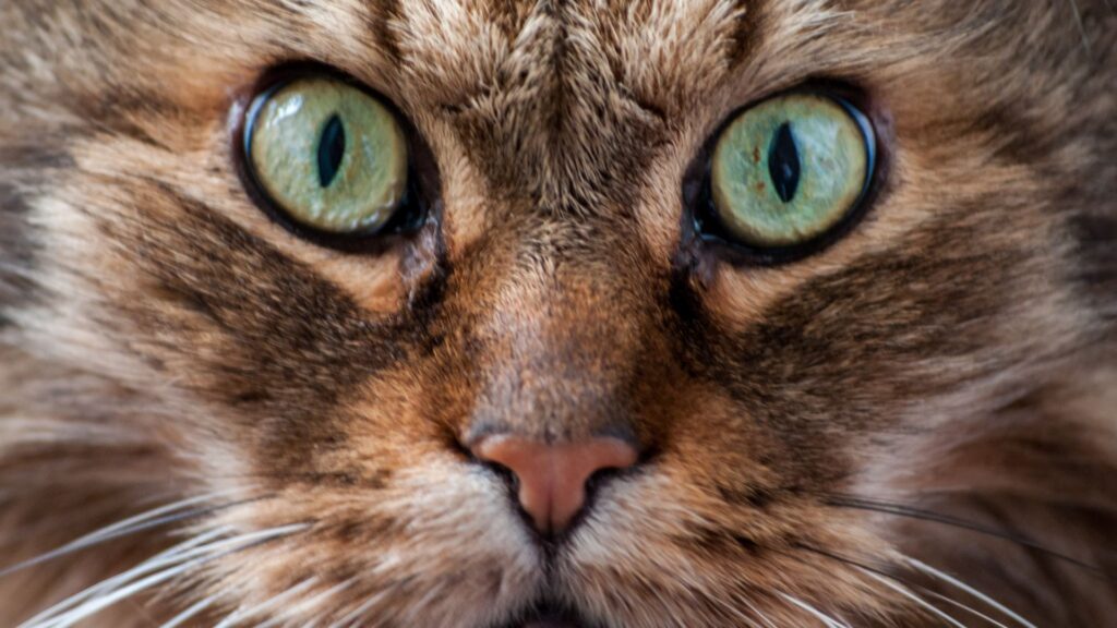 Día Internacional del Gato