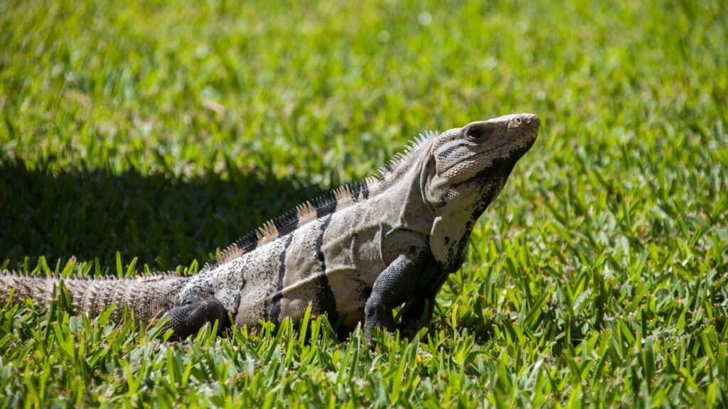 Iguana, Día de Darwin