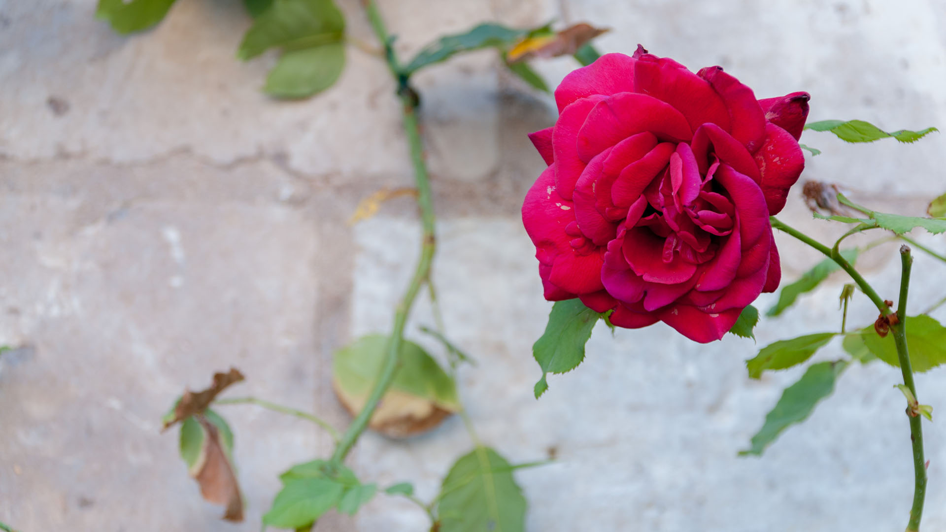 La Elegancia del Tiempo: Una Rosa en Ussé