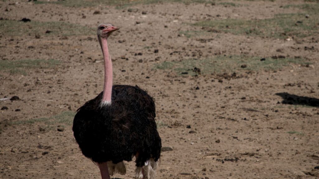 La Avestruz en Sigean