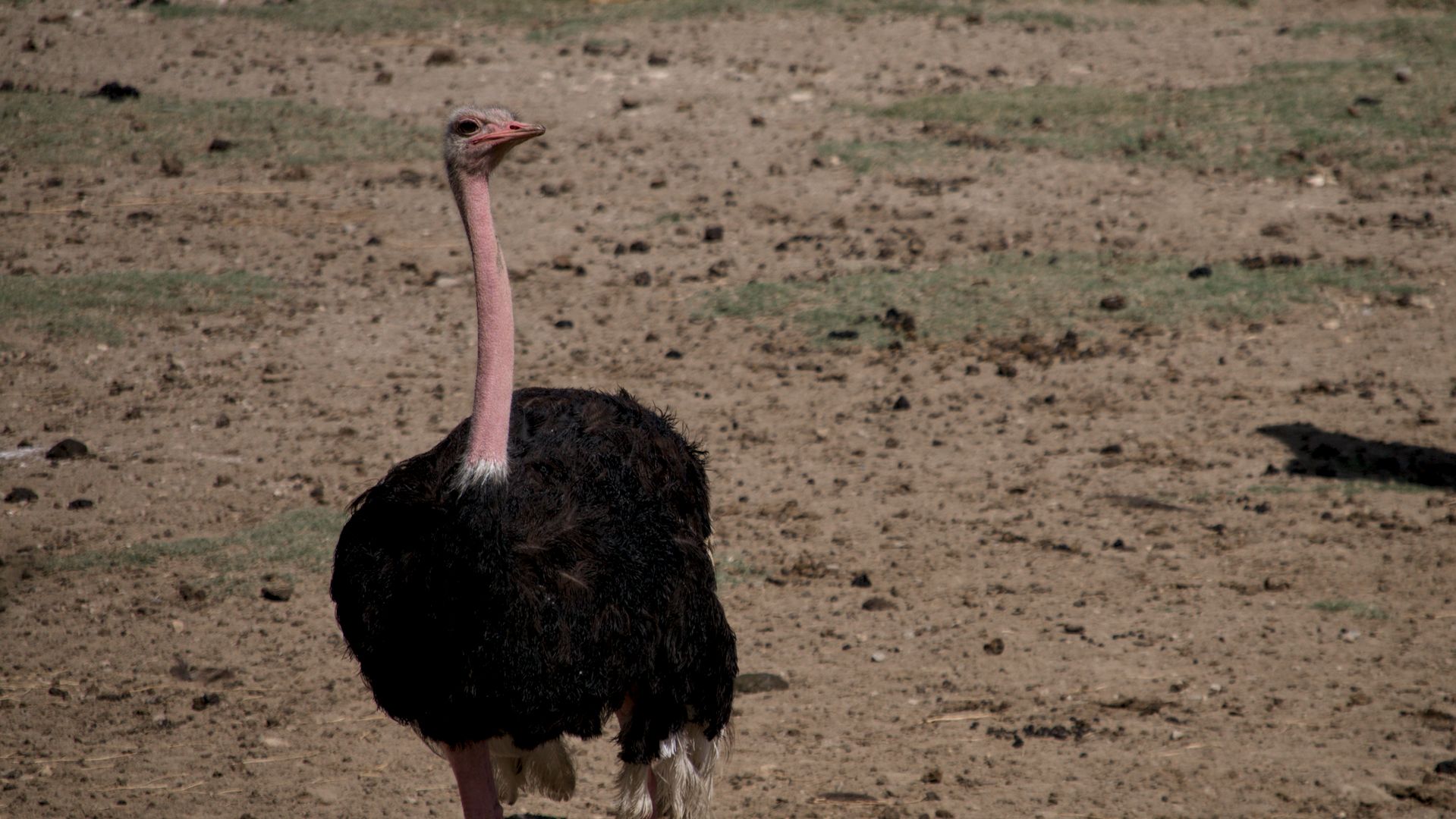 El Centinela de la Sabana: La Avestruz en Sigean