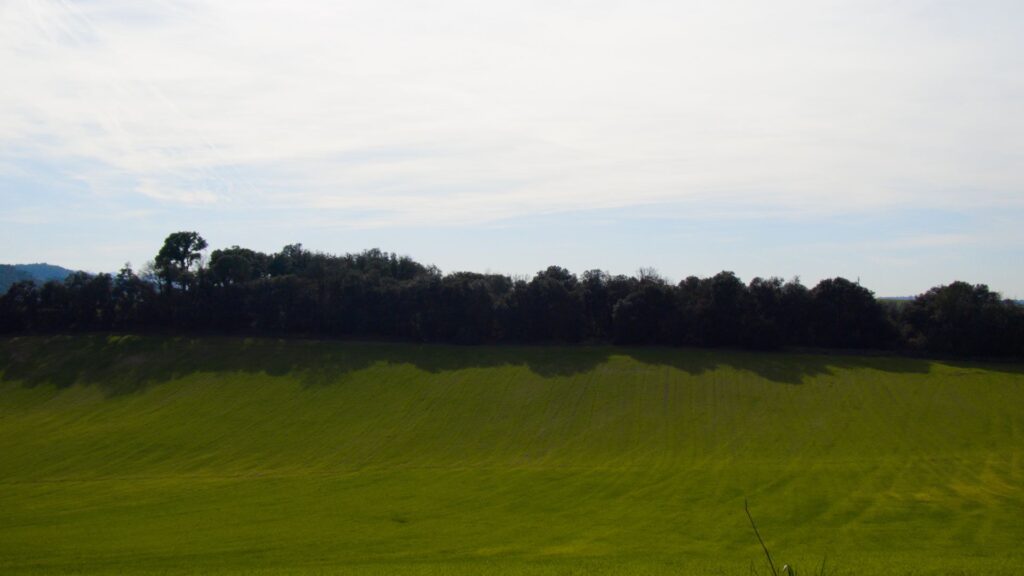 Primavera Anticipada en Llinars