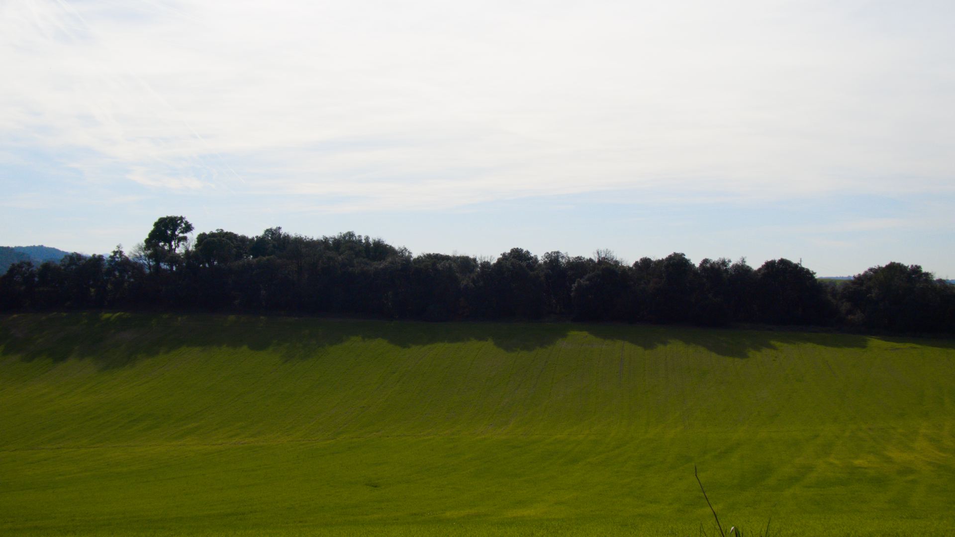 El Despertar del Verde: Primavera Anticipada en Llinars