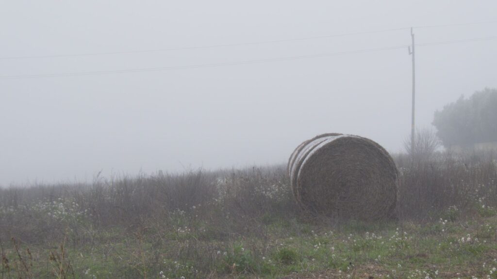 Bala paja niebla