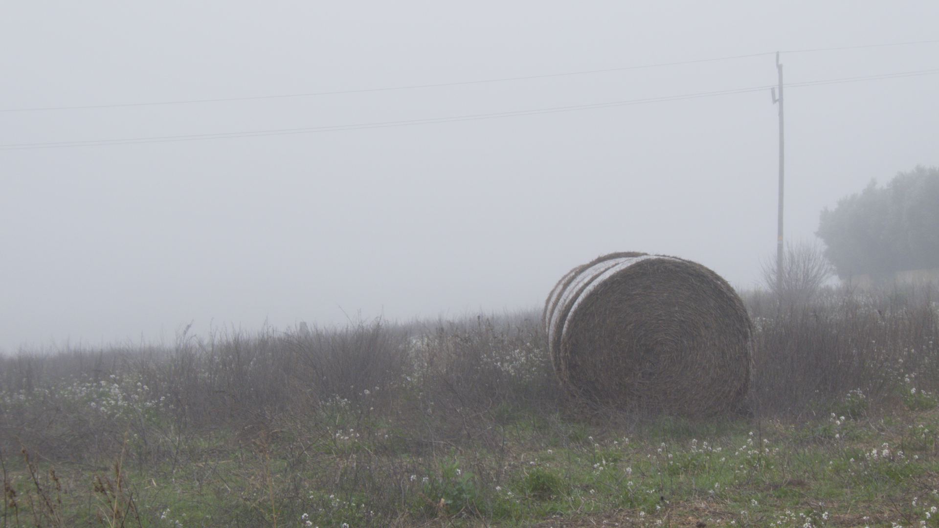 El Silencio Blanco: Misterio en el Campo