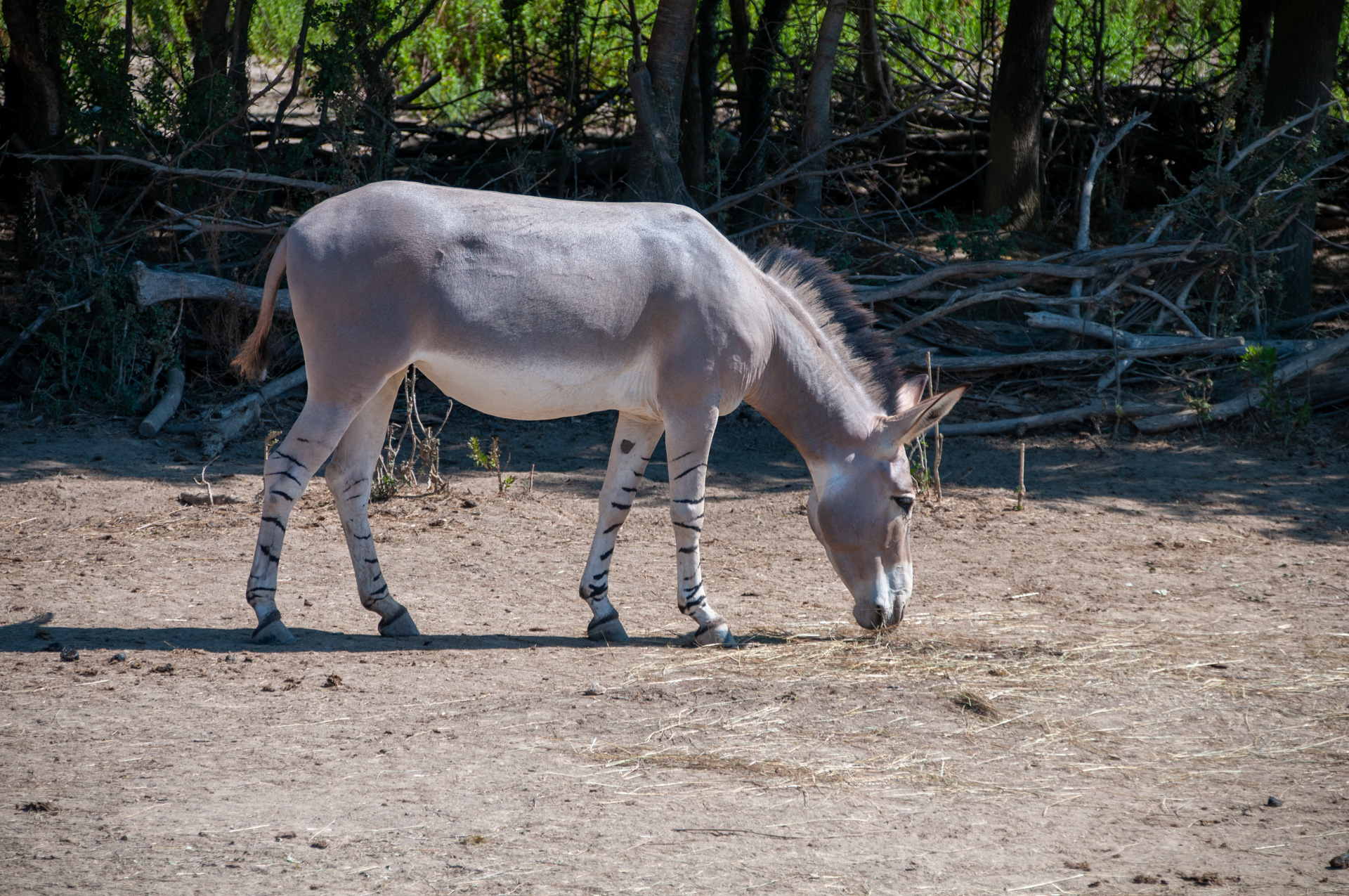 Elegancia en la Sabana: El Asno Salvaje Somalí