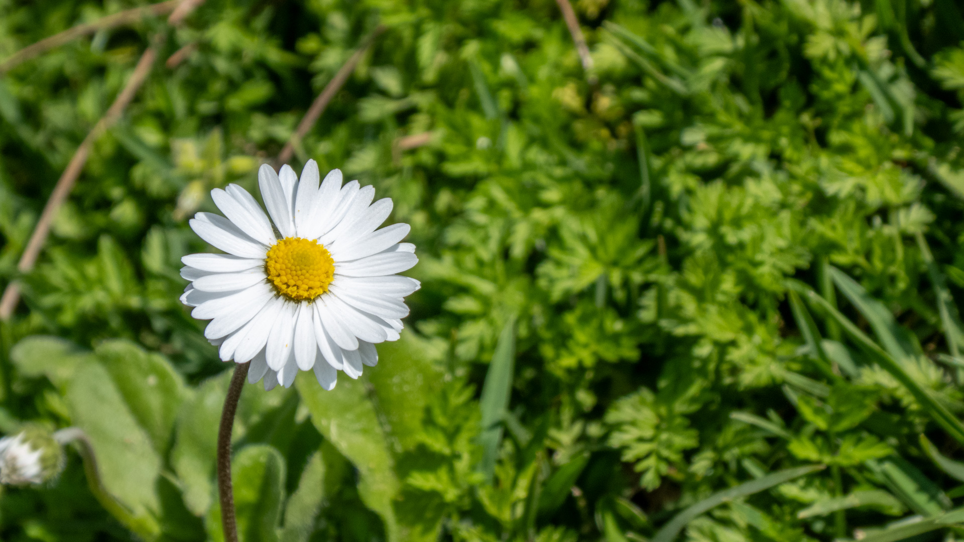 La Simplicidad de lo Silvestre: El Despertar de la Margarita
