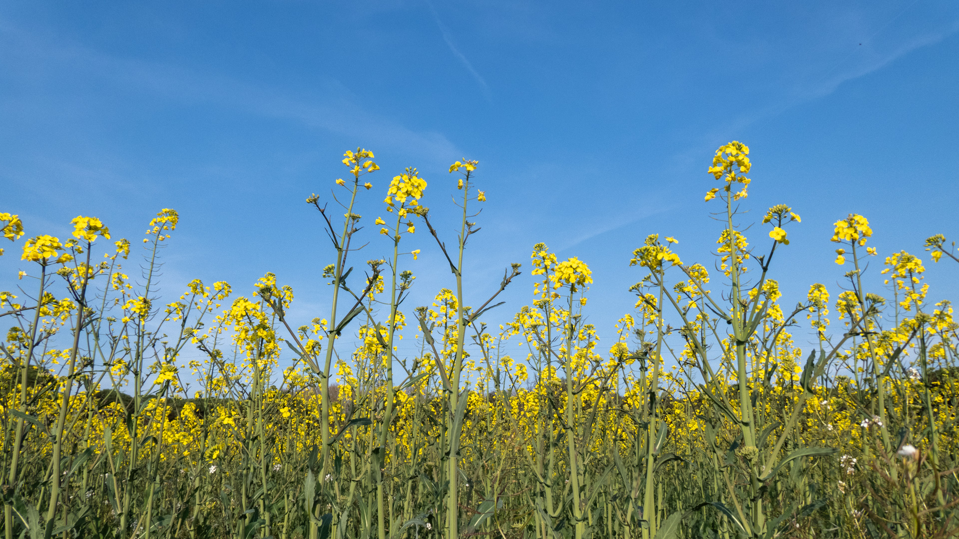 Oro sobre Azul: La Primavera en el Vallès