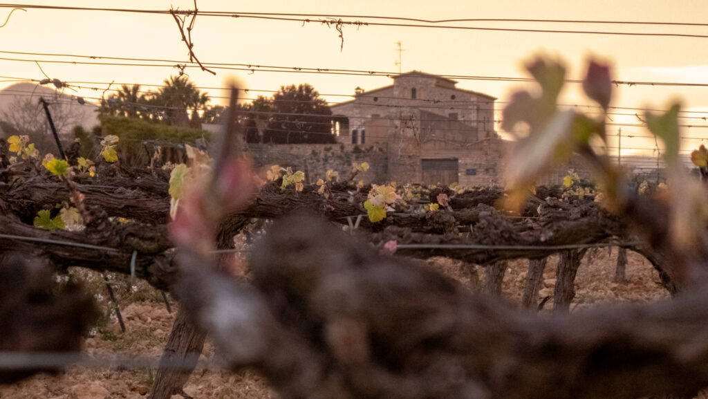 Viñedos Penedès