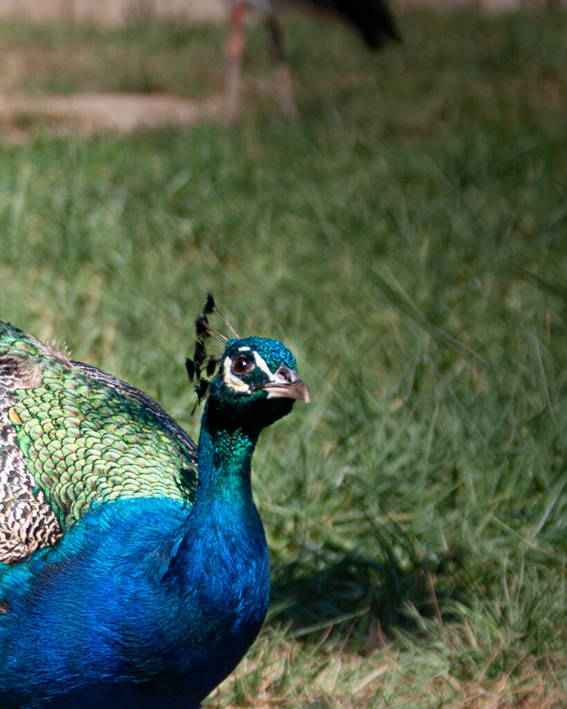 Pavo Real