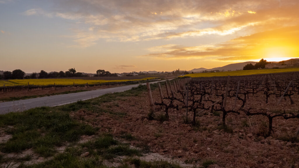 Atardecer entre Viñedos Penedès