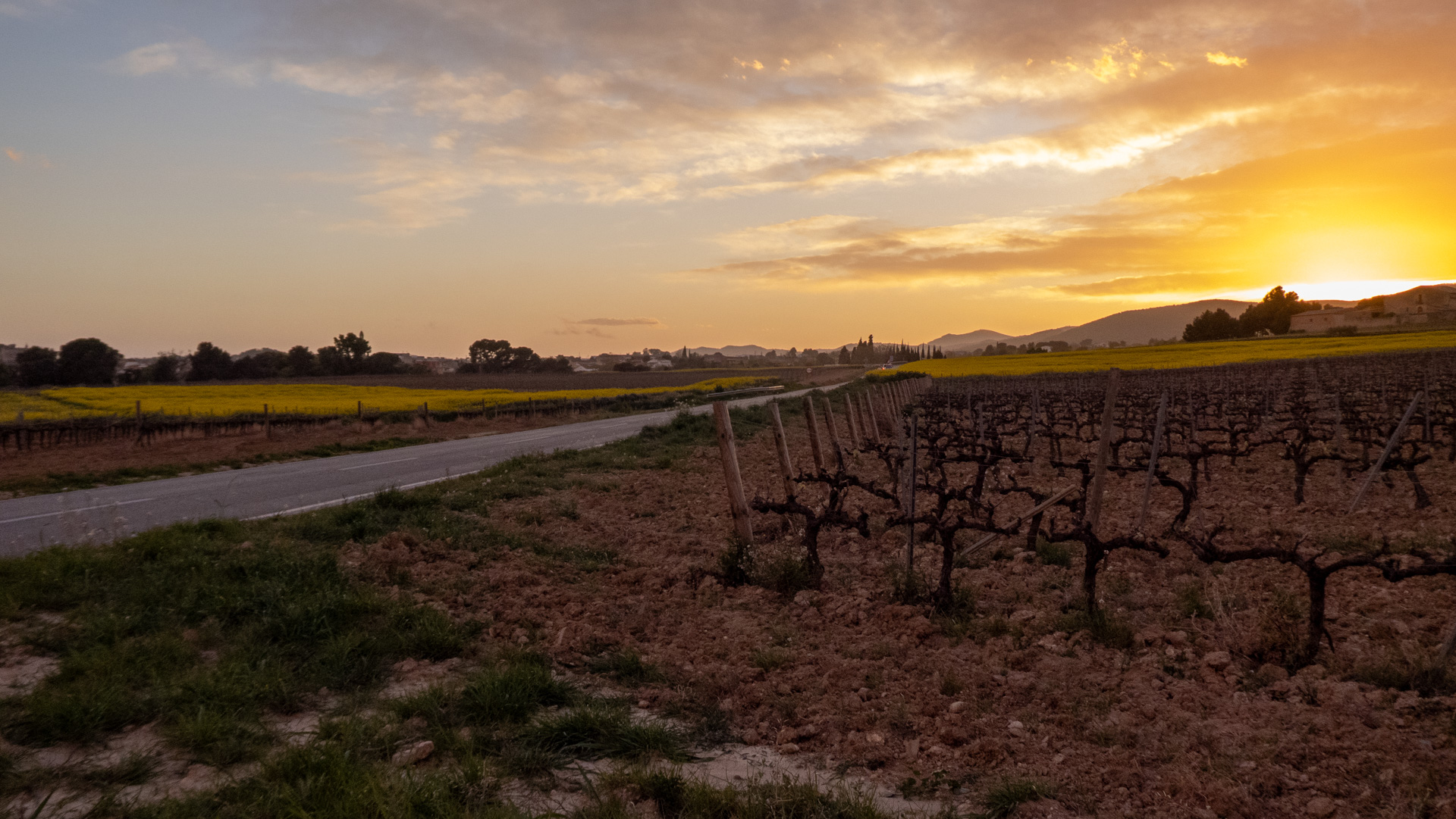 El Horizonte de Abril: Atardecer entre Viñedos