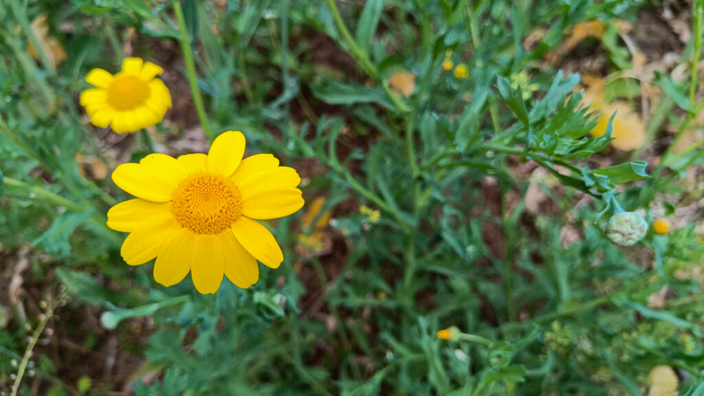 flor silvestre amarilla