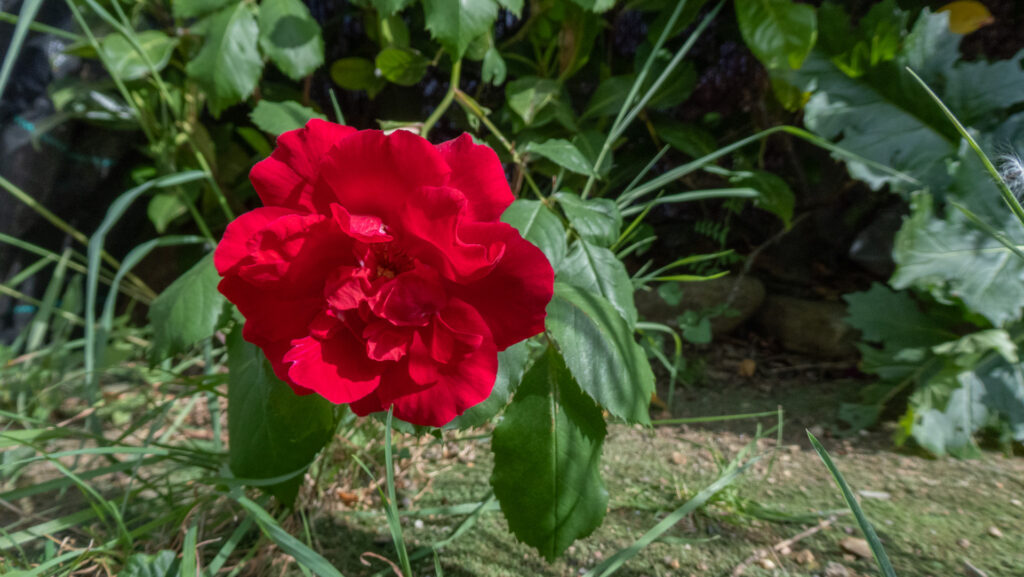 Rosa Jardín Sant Jordi