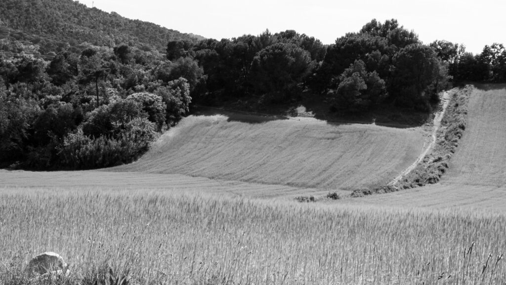 Llinars primavera en monocromo