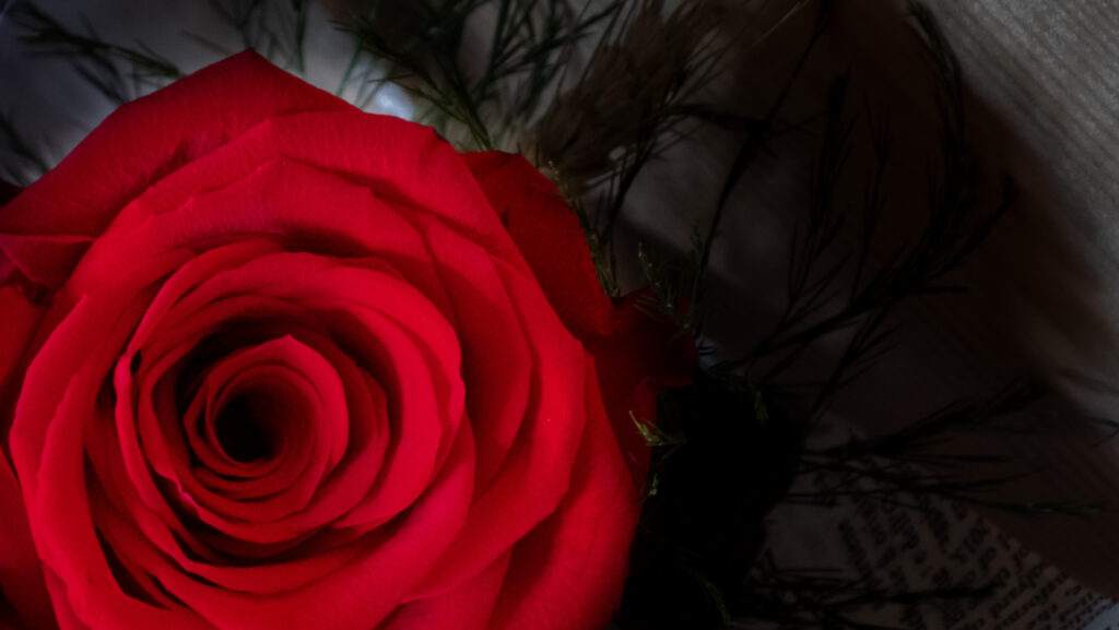 Rosa plano cenital